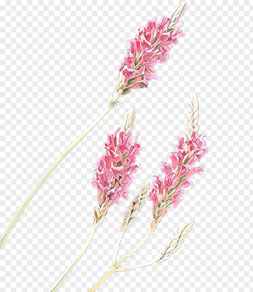 Cut Flowers Plant Stem Flowering Flower Pink Pedicel PNG