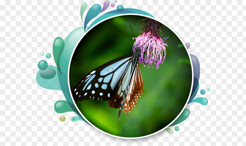 Ewha Monarch Butterfly Royalty-free Illustration Photograph Vector Graphics PNG