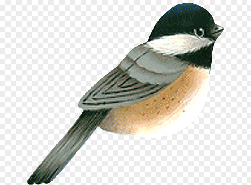 Feather American Sparrows Chickadee Beak Fauna Wing PNG
