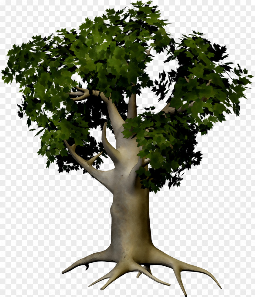 Image Tree Branch Photography PNG