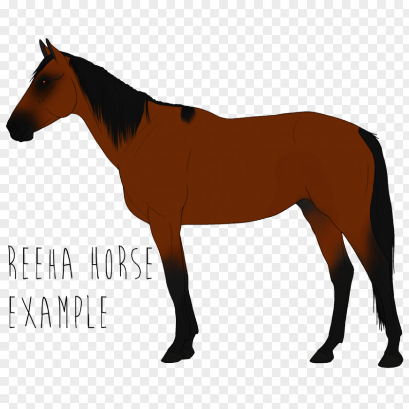 Mustang Appaloosa American Paint Horse Quarter Arabian PNG