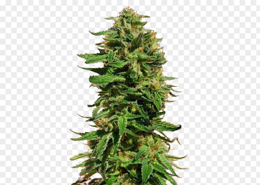 Skunk Cannabis Sensi Seeds Marijuana PNG