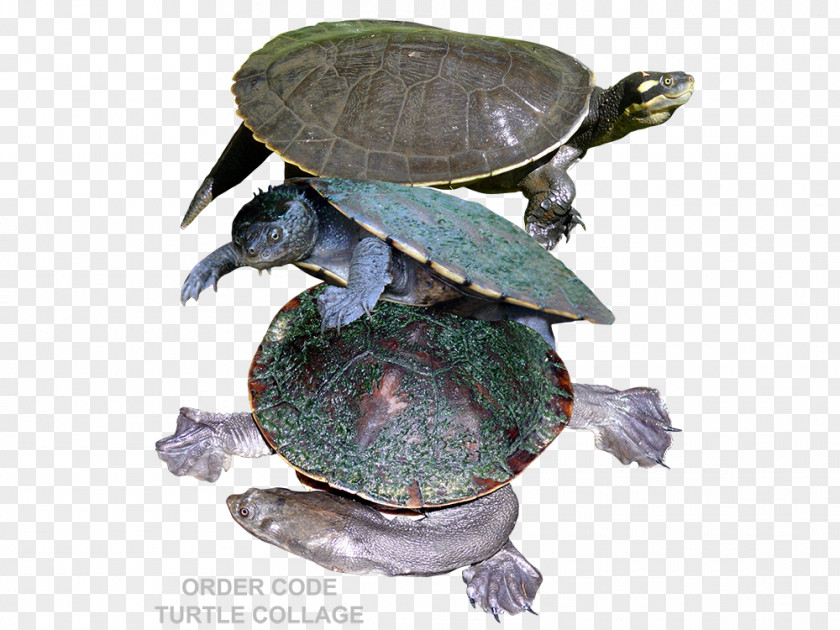 Text T-shirt Design Pond Turtles Tortoise Sea Turtle PNG
