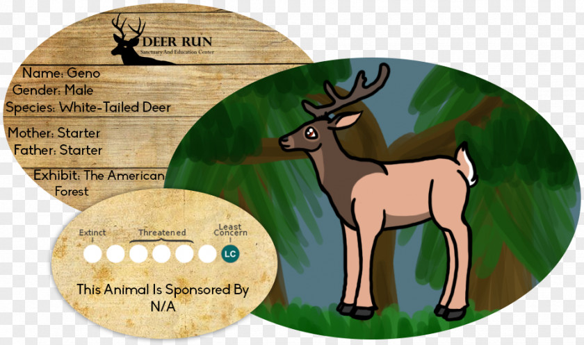 White Tailed Deer Reindeer Horse Antler Mammal Wildlife PNG