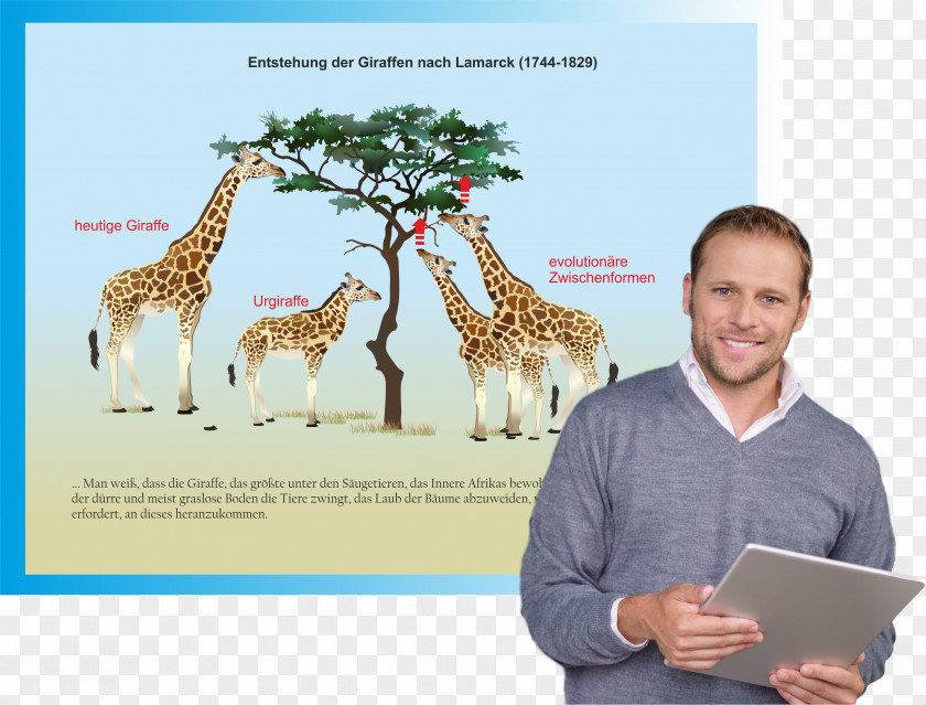 Giraffe Unterrichtssoftware Biology Text Fauna PNG