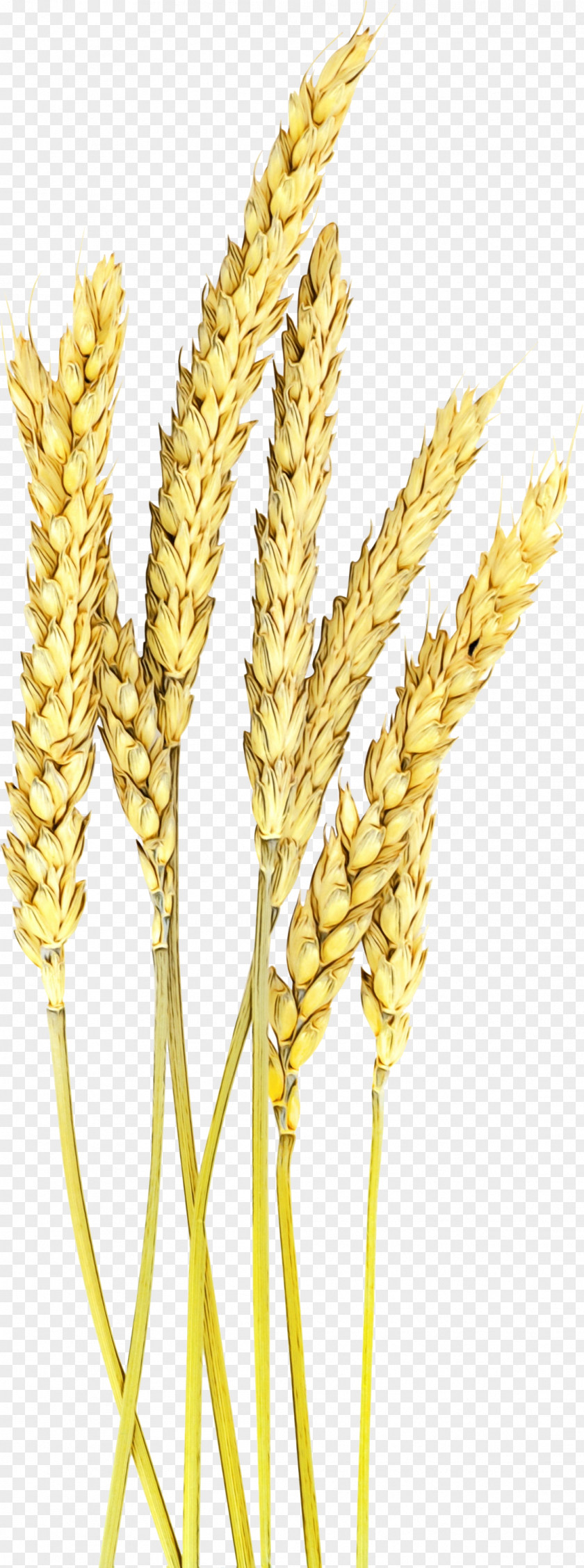 Khorasan Wheat Elymus Repens PNG