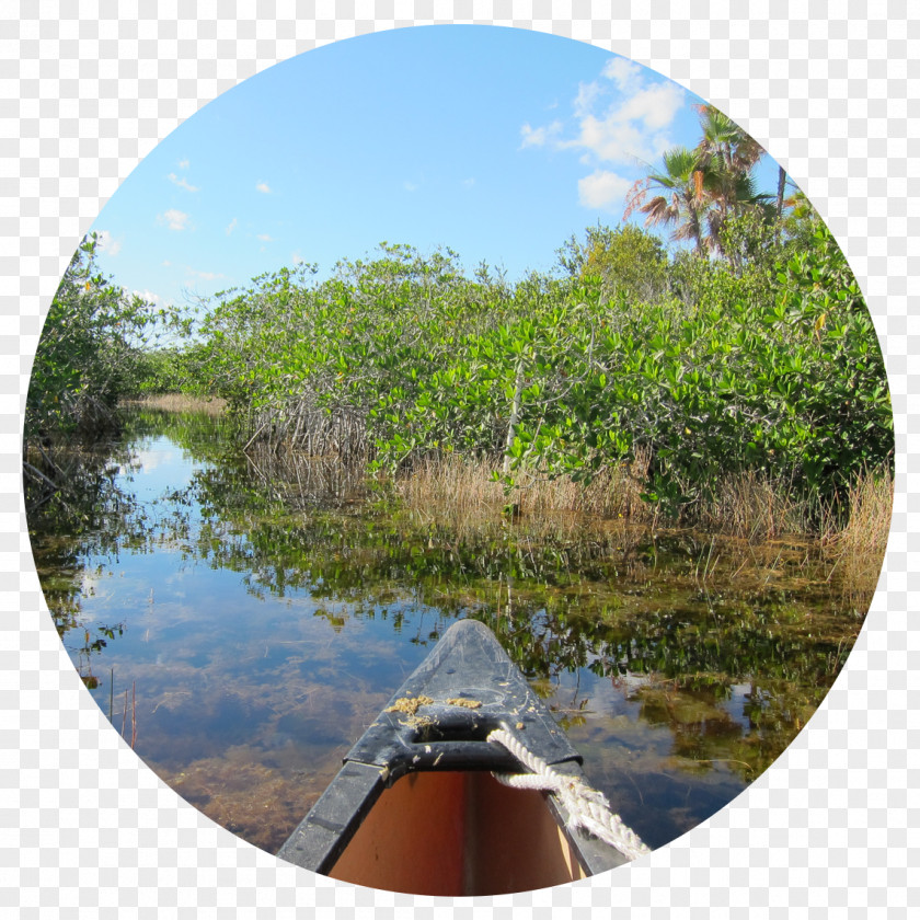 Vibrant Wetland Pond Reservoir River Waterway PNG