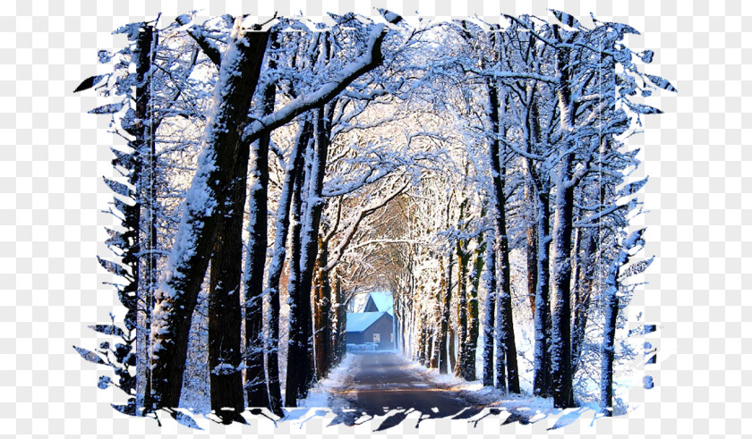 Winter Desktop Wallpaper TENS! Tree PNG