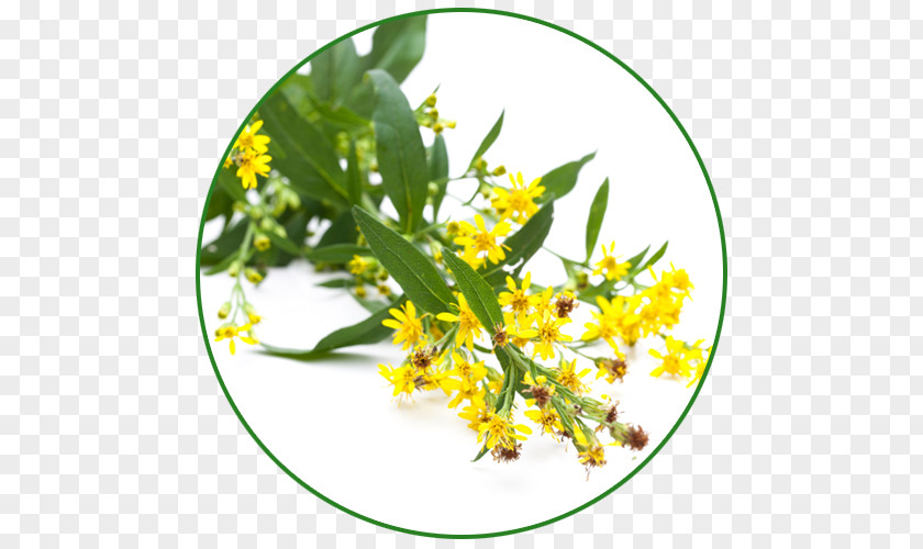 Taraxacum Solidago Virgaurea Herb Cornflower Dill Tarragon PNG