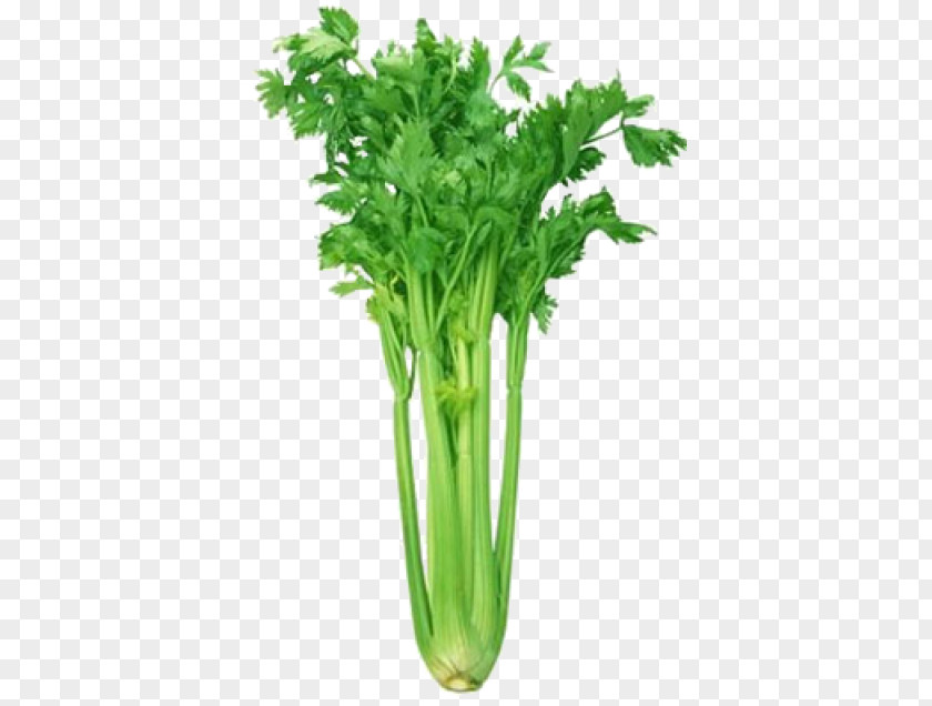 Vegetable Celeriac Leaf Celery Celtuce Herb PNG
