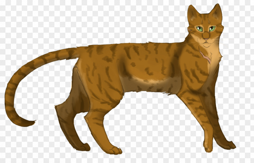 Cat Whiskers Domestic Short-haired Warriors Wildcat PNG