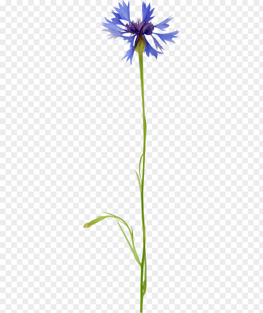 василек Cut Flowers Blue Petal Plants PNG