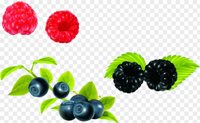 Cartoon Blueberry Decorative Material European Bilberry PNG