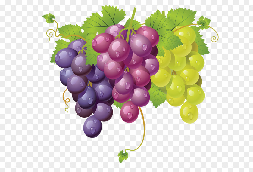 Red Globe Grapes Sultana Grape International Availability Of Fanta Clip Art PNG