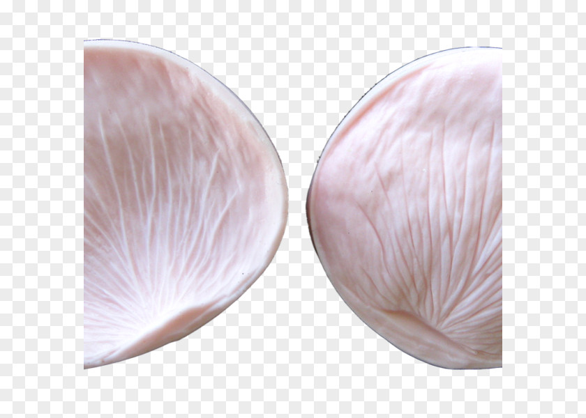 Rose Petal Seashell Veneroida PNG