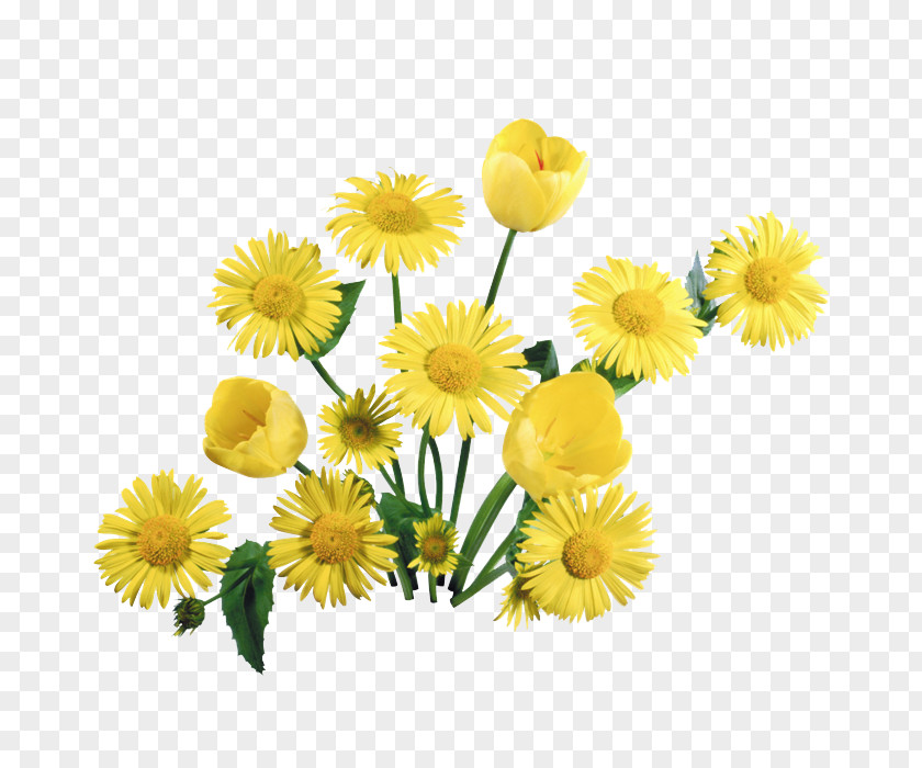 Dandelion Desktop Wallpaper Flower PNG