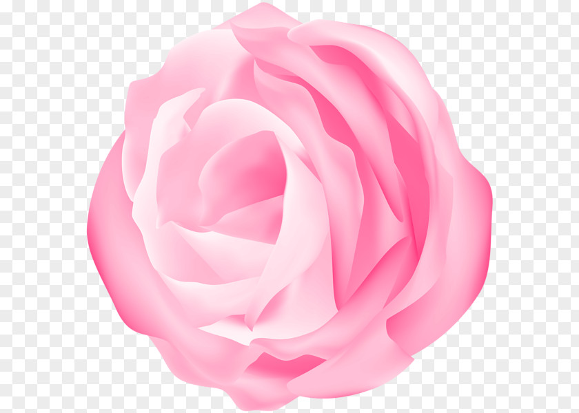 Decorative Petal Rose Garden Roses Cabbage Floribunda Cut Flowers PNG