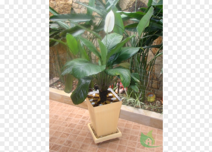 Plant Spathiphyllum Wallisii Flowerpot Cultivar Lilium PNG