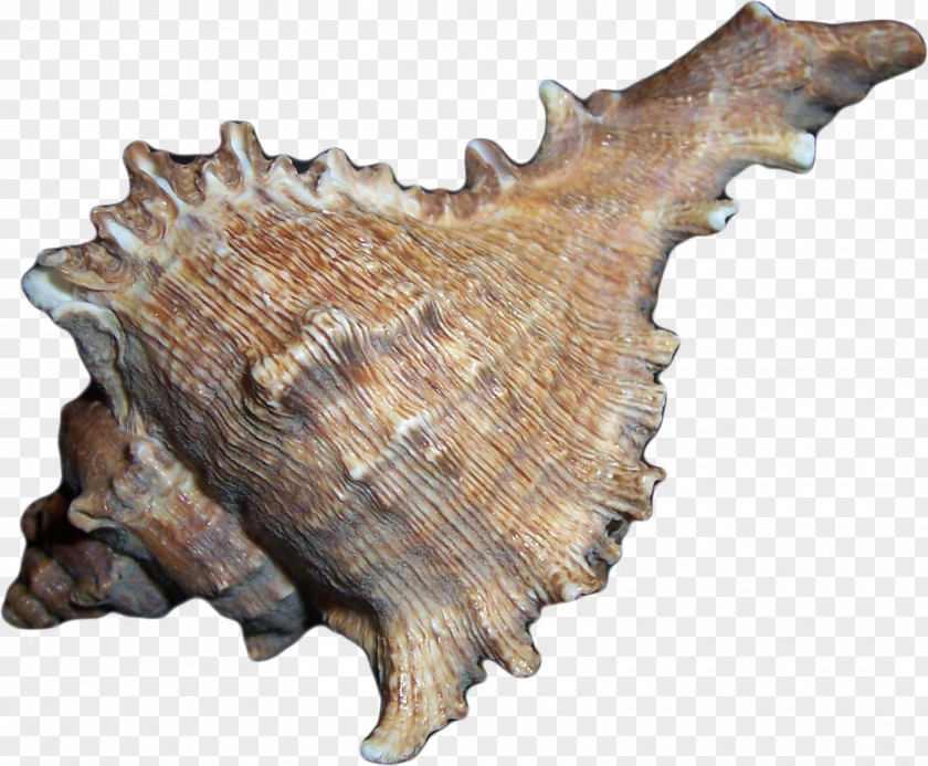 Shells Seashell Drawing Conchology Sea Snail PNG