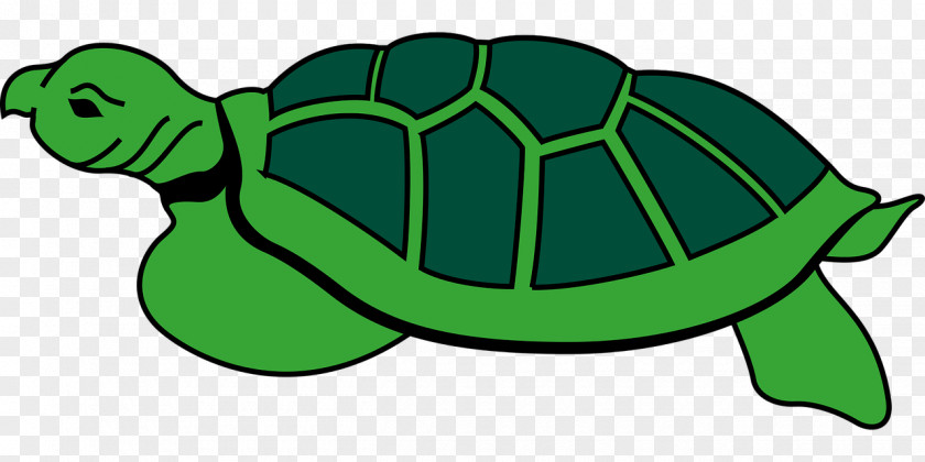 Turtle Sea Reptile Tortoise Clip Art PNG