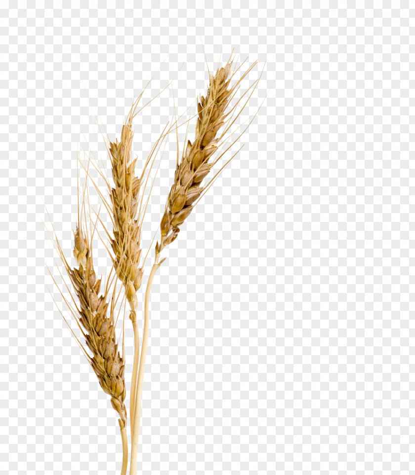Barley Malt Syrup Wheat Extract PNG