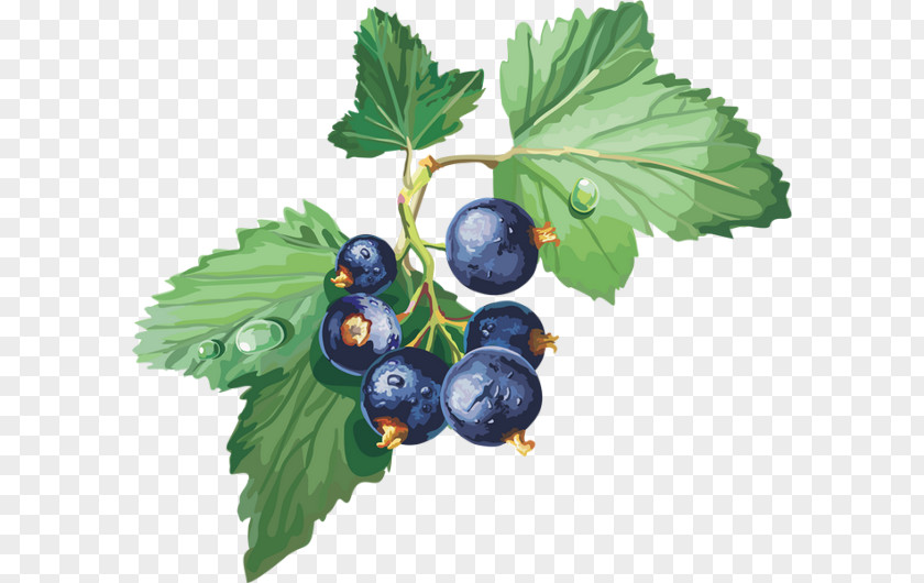 Blackcurrant Gooseberry Bilberry Blueberry Redcurrant PNG