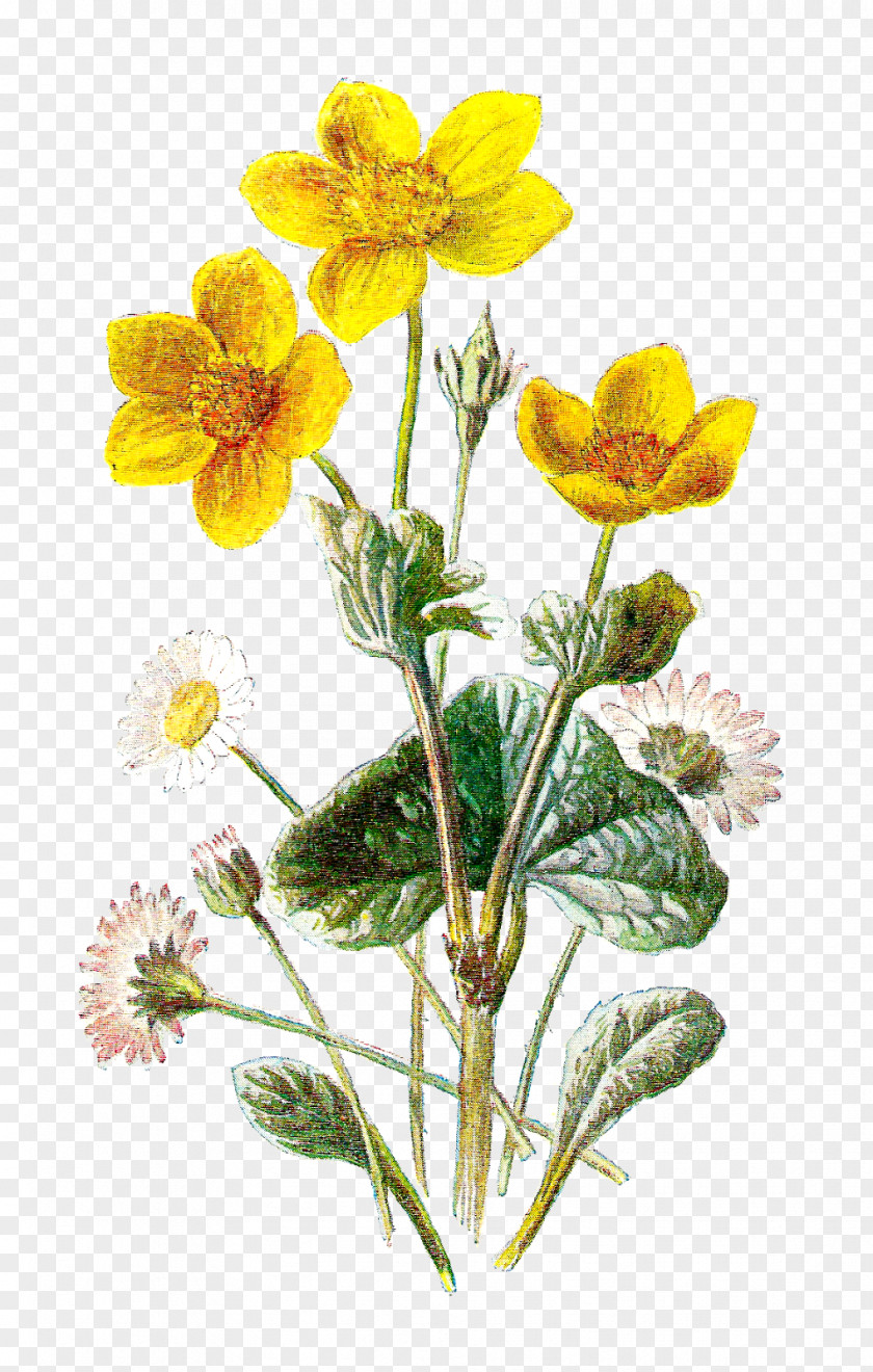 Botanical Illustration Botany Flower Clip Art PNG