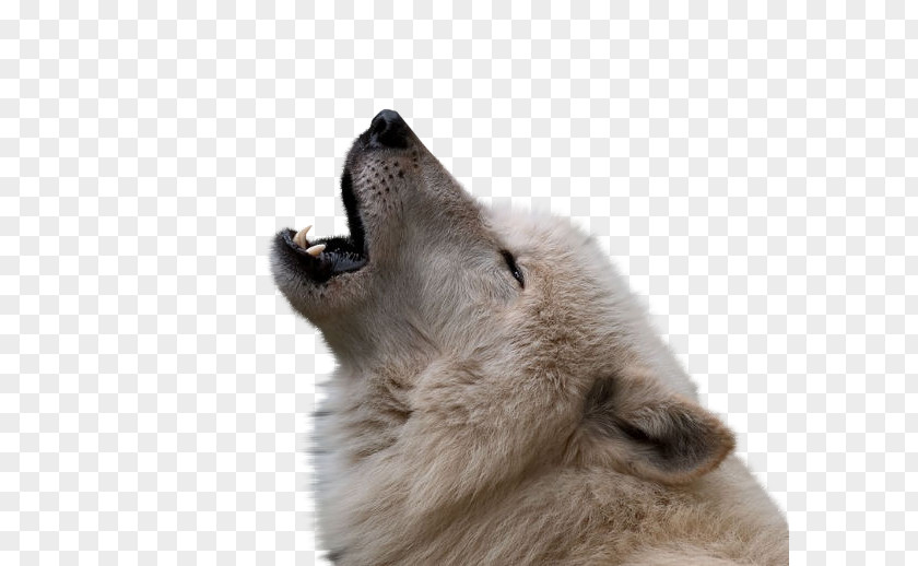 Dog Arctic Wolf Coyote Desktop Wallpaper Howl PNG