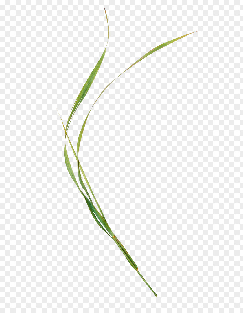 Leaf Sweet Grass Plant Stem Line Grasses PNG