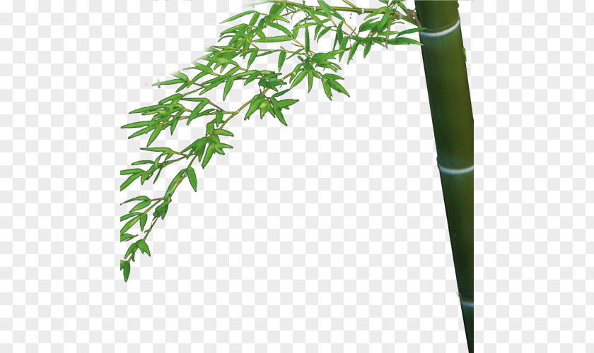 Bamboo Bamboe Bambusa Oldhamii Download PNG