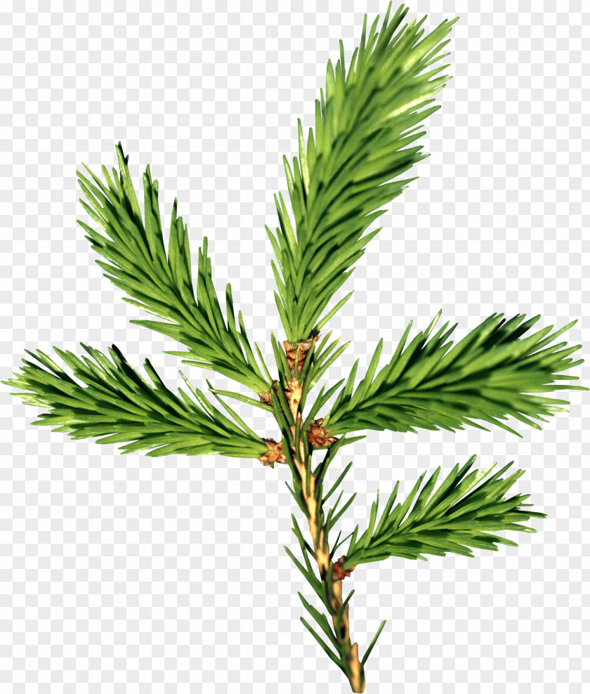 Fir-Tree Image New Year Tree Spruce Branch Paper Christmas PNG