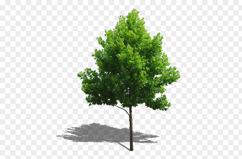 Trees Tree Plant Computer File PNG
