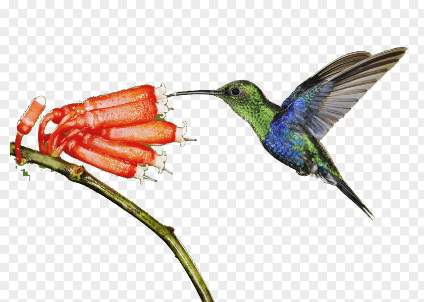 Bird Hummingbird Light Animal PNG