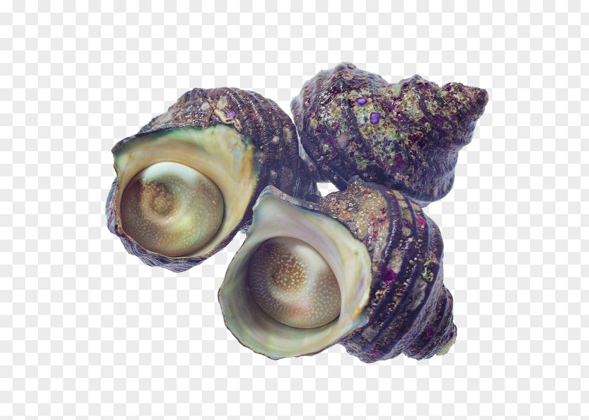 Conch Shellfish Seafood Oyster Mussel PNG