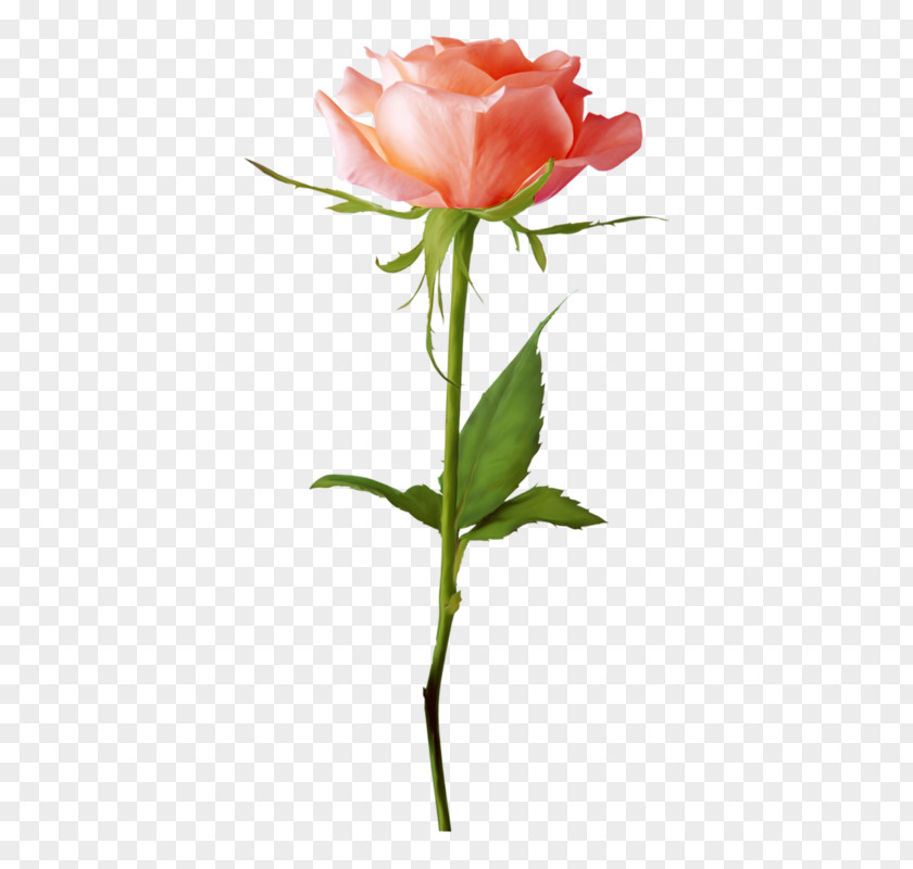 Dada Rose Clip Art PNG