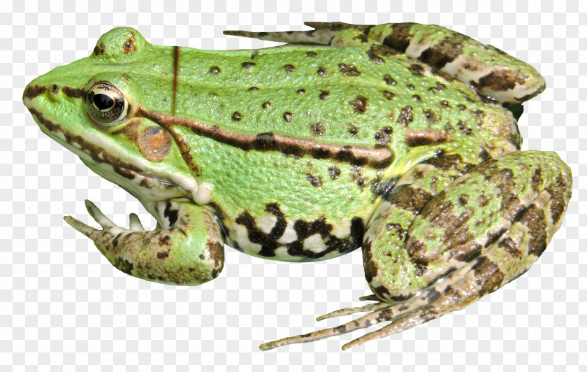 Frog American Bullfrog Toad Terrestrial Animal Tree PNG