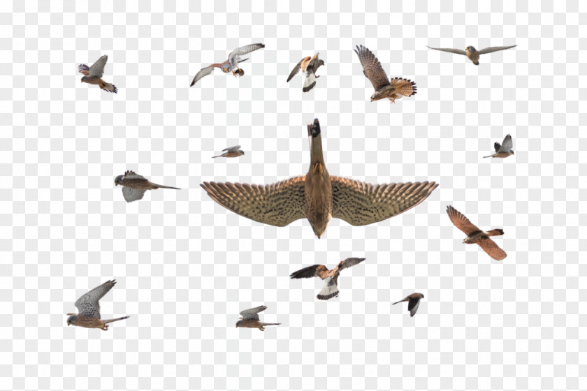 Goose Bird Migration Cygnini Duck PNG