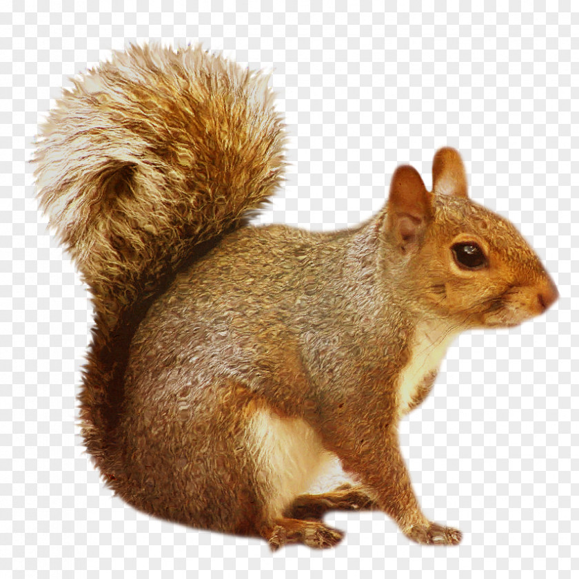 Squirrel Chipmunk Rodent Clip Art PNG