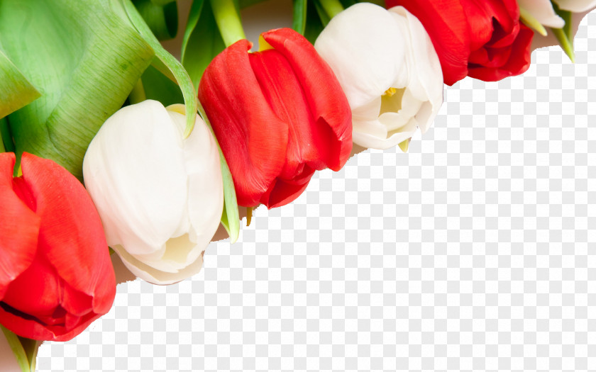 Tulip Flower Background Indira Gandhi Memorial Garden Wallpaper PNG