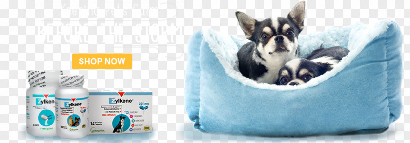 Cat Pet Chihuahua Stock Photography PNG