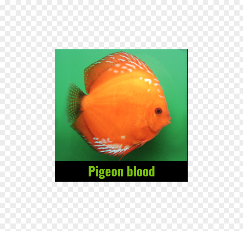 Fish Discus Aquariums Goldfish Feeder PNG