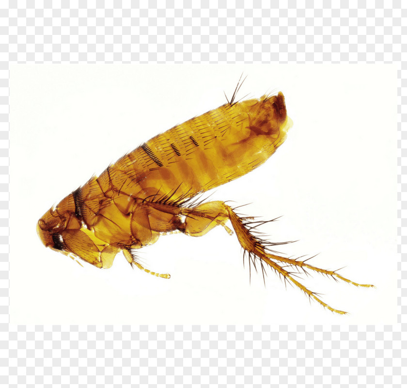 Flea Pest Pterygota Insect Wing Pop & The City PNG