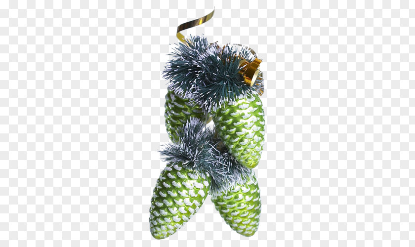 Green Pine Cone New Year Christmas Holiday Santa Claus Wallpaper PNG