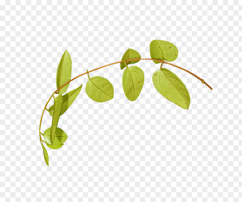 Leaf Plant Stem Flower Clip Art PNG