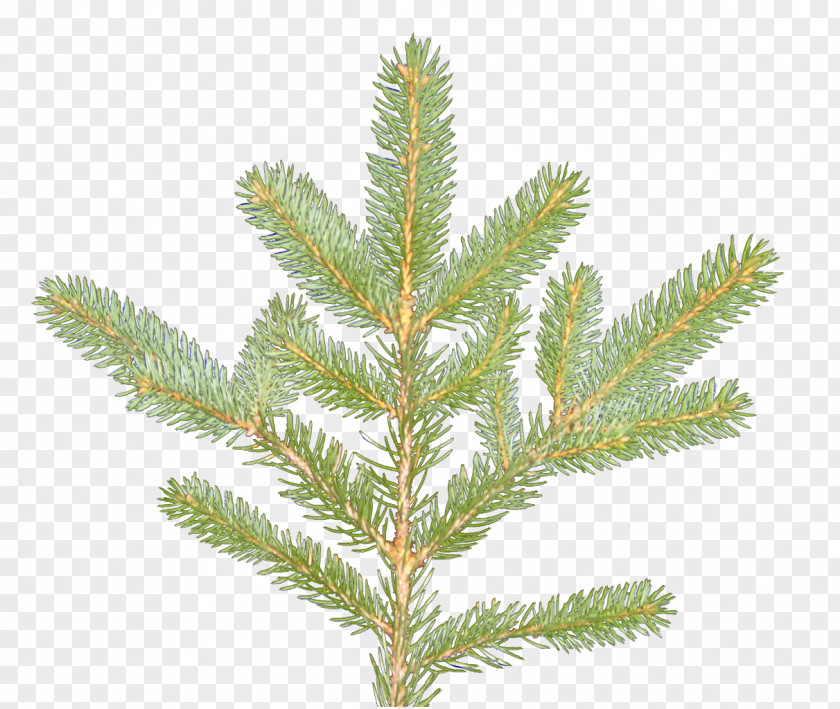 Plant Textures Spruce Larch Evergreen PNG