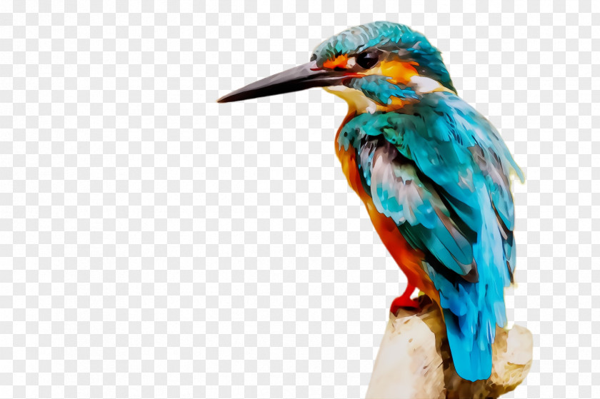 Wildlife Piciformes Bird Beak Coraciiformes PNG