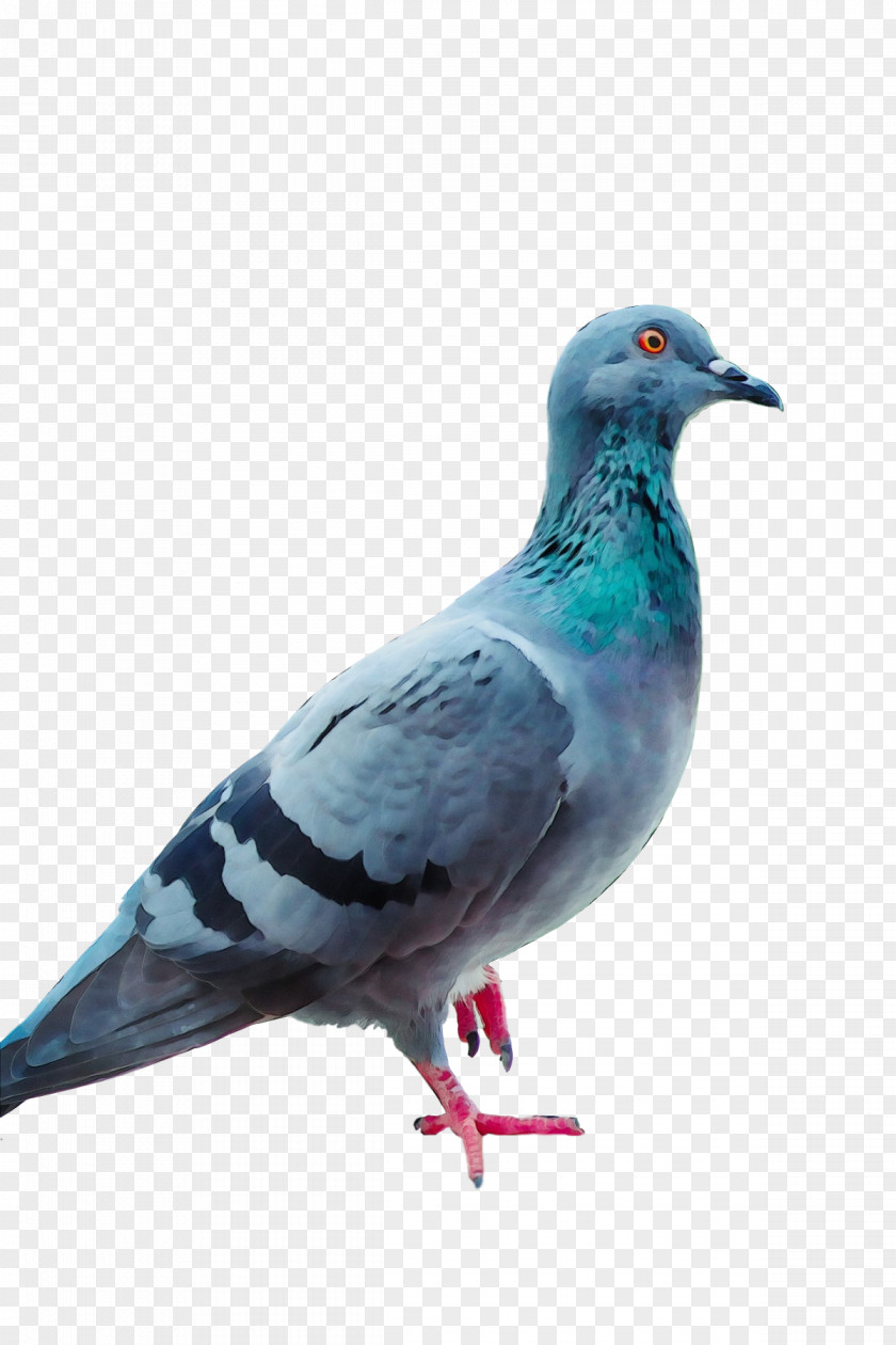 Columbidae Stock Dove Homing Pigeon Birds Racing Homer PNG