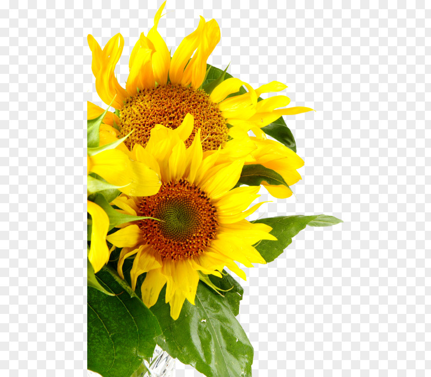 Common Sunflower Daisy Family Seed PNG sunflower family seed, flower clipart PNG