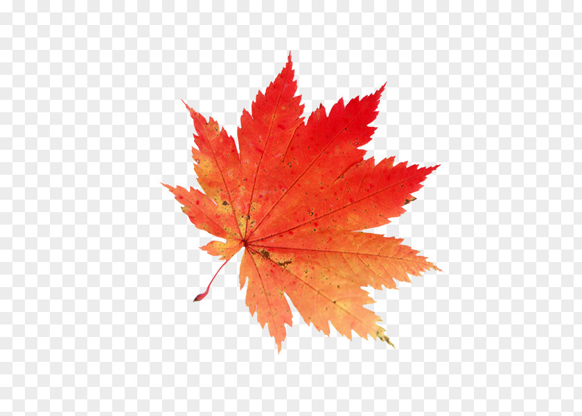 Cool Autumn Days Maple Leaf Clip Art PNG