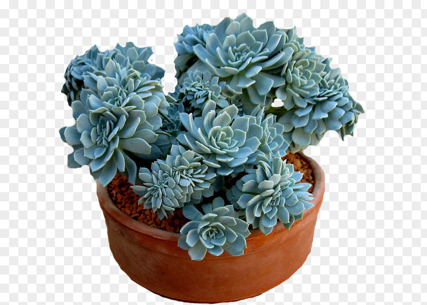 Flower Succulent Plant Echeveria Jade Haworthia Cactaceae PNG